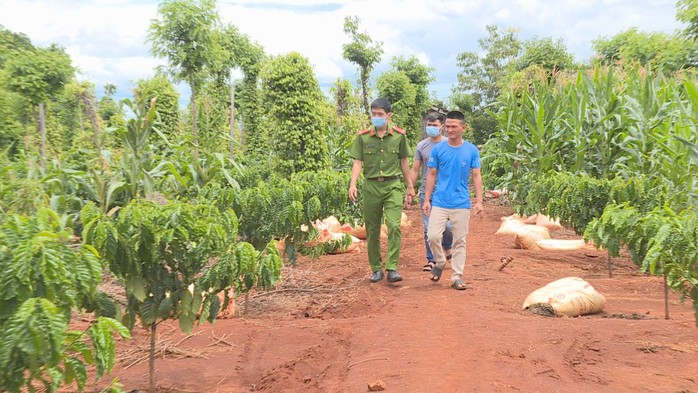 Bắt giữ thanh niên chặt phá cây trồng - Ảnh 1.