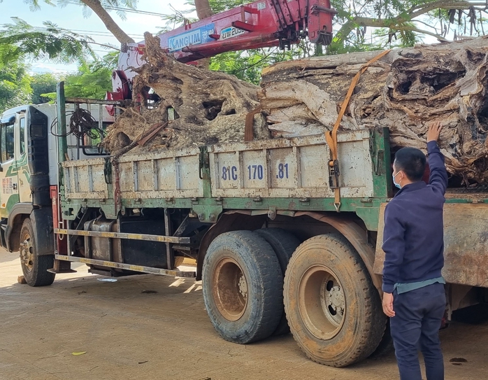 Lòng vòng xử lý gỗ lậu khai thác trái phép - Ảnh 1.