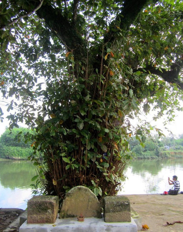 C&acirc;y b&agrave;ng thay &aacute;o - Ảnh 1.