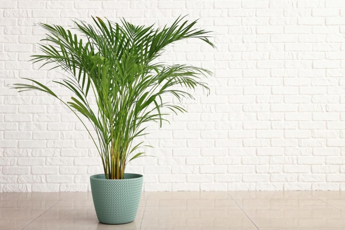10 loại cây giúp làm sạch không khí cho ngôi nhà bạn - Ảnh 2.