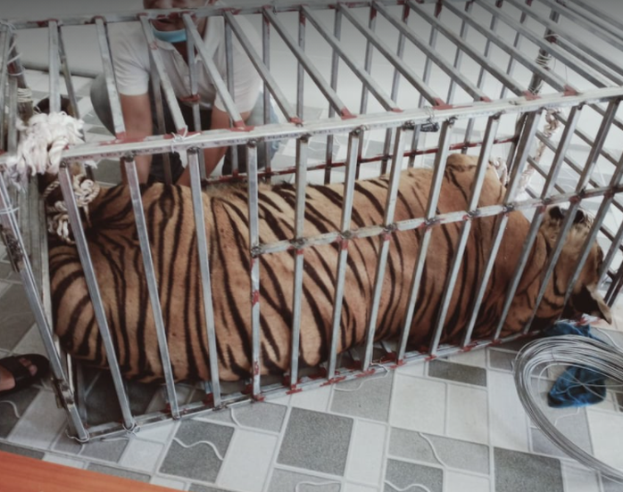 CLIP: Cận cảnh 17 con hổ lớn nuôi nhốt trái phép trong nhà dân - Ảnh 6.
