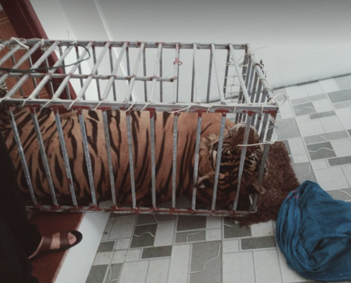 CLIP: Cận cảnh 17 con hổ lớn nuôi nhốt trái phép trong nhà dân - Ảnh 7.