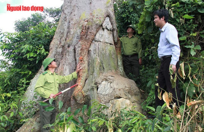 Ngắm cụ lim xanh ngàn năm tuổi duy nhất ở xứ Thanh - Ảnh 5.