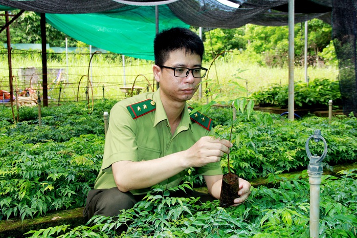 Khôi phục rừng lim xanh ở xứ Thanh - Ảnh 1. Khôi phục rừng lim xanh ở xứ Thanh - Ảnh 1.