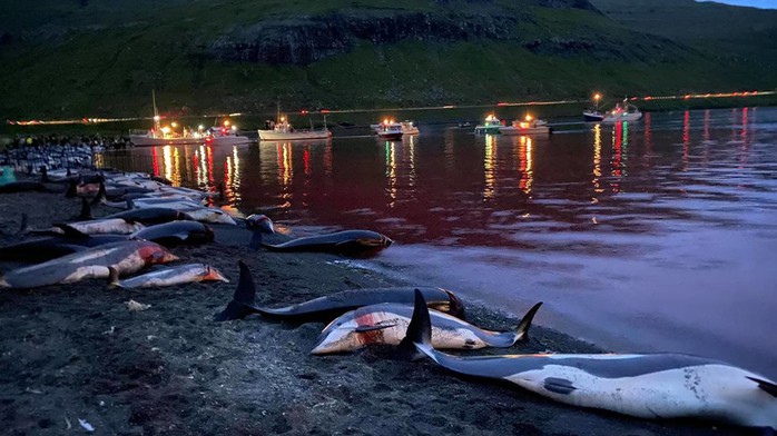 Cuộc săn đẫm máu kỷ lục ở quần đảo Faroe - Ảnh 1.