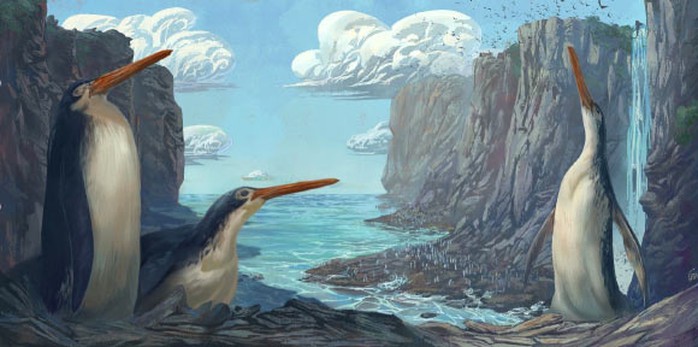 Phát hiện chim cánh cụt khổng lồ cao bằng con người - Ảnh 1.