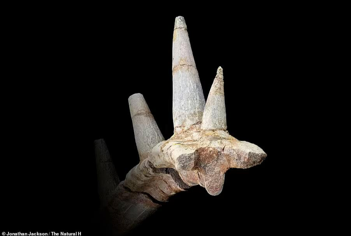 Sừng hóa đá tiết lộ quái vật 168 triệu tuổi, chưa từng thấy trên thế giới - Ảnh 2.