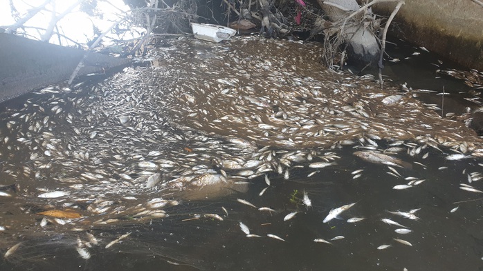 Cá chết nổi đầy mương thoát nước KCN Tam Thăng - Ảnh 2.