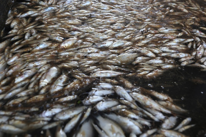 Cá chết nổi đầy mương thoát nước KCN Tam Thăng - Ảnh 8.