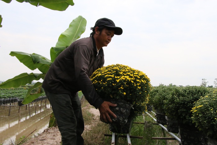 Trúng mùa hoa Tết, người trồng bớt lo - Ảnh 5.