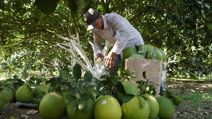 Trúng vụ bưởi Tết, nông dân thu về tiền tỉ - Ảnh 1.