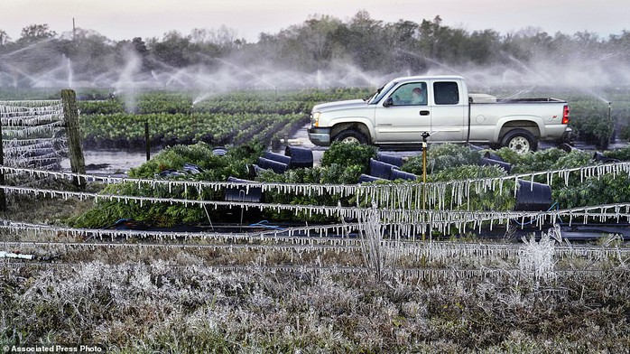 Florida: Rồng Nam Mỹ đóng băng, “rụng” như trái trên cây - Ảnh 2.