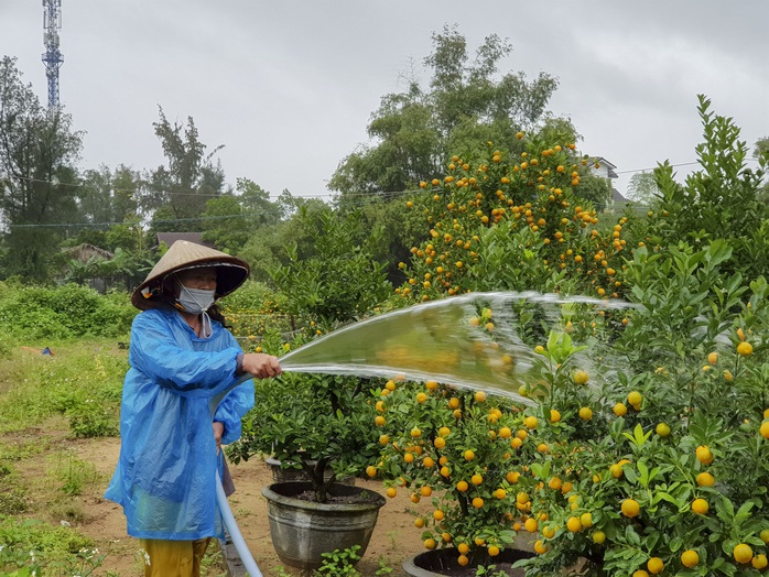 Thủ phủ quất Hội An lo lắng vì vắng người mua - Ảnh 4.