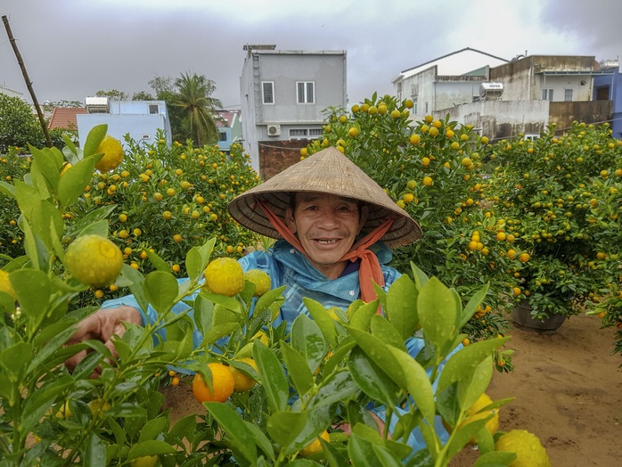 Thủ phủ quất Hội An lo lắng vì vắng người mua - Ảnh 5.