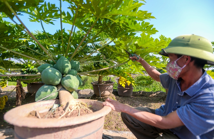 CLIP: Đu đủ bonsai tiền triệu hút khách trên thị trường Tết 2022 - Ảnh 2.