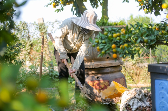 Chiêm ngưỡng vườn chanh trăm tuổi có 102 giá trị hàng tỉ đồng - Ảnh 4.