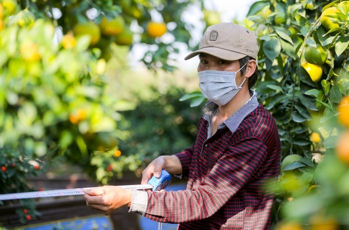 Chiêm ngưỡng vườn chanh trăm tuổi có 102 giá trị hàng tỉ đồng - Ảnh 6.