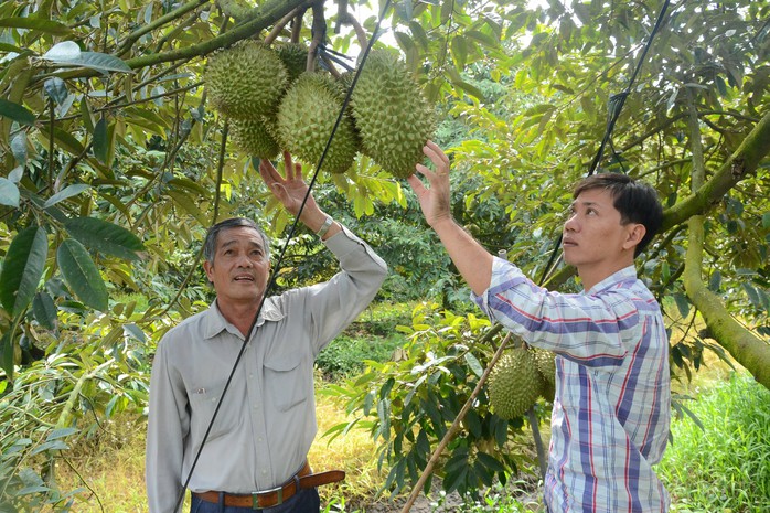 Khó đỡ với giá mít Thái và sầu riêng ở miền Tây - Ảnh 2.