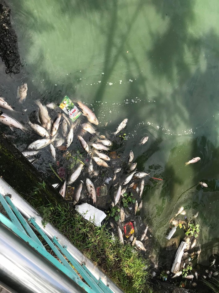 Gần 1 tấn cá chết trắng trên hồ Tây - Ảnh 1.