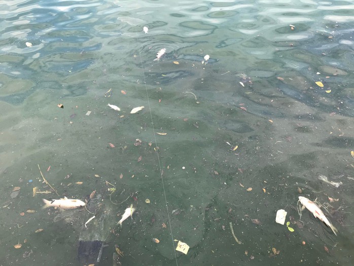 Gần 1 tấn cá chết trắng trên hồ Tây - Ảnh 2.