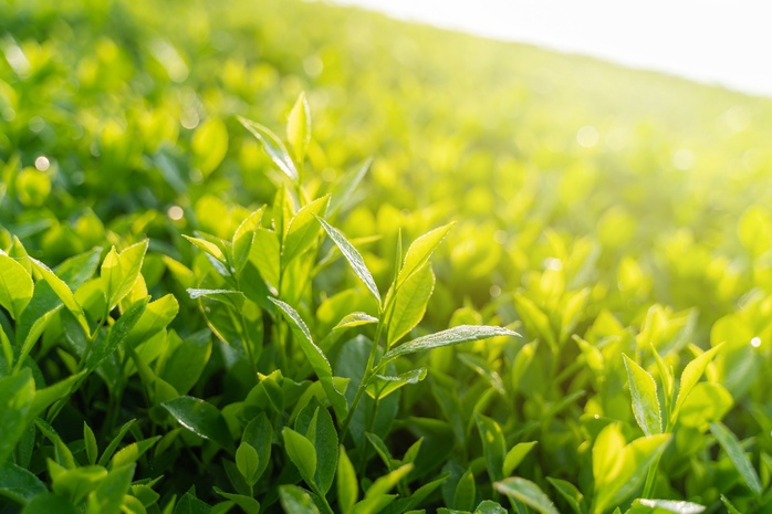TH true TEA: Quy trình sản xuất ưu việt đánh thức hương vị trà tự nhiên - Ảnh 3. TH true TEA: Quy trình sản xuất ưu việt đánh thức hương vị trà tự nhiên - Ảnh 3.
