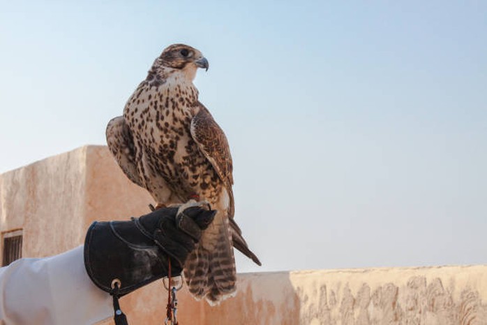 Chim “quý tộc” ở Qatar dự đoán kết quả trận khai mạc World Cup 2022 - Ảnh 2.