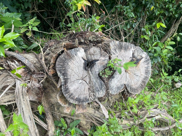 Thông tin nóng vụ “khai thác nhầm” hơn 2,7 ha rừng ở Bình Định - Ảnh 1.