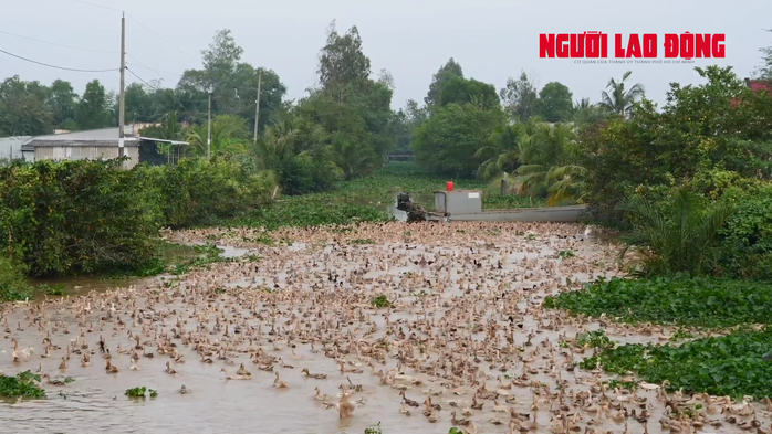 CLIP: Lạ lùng chú chó chăn hàng ngàn con vịt - Ảnh 3.