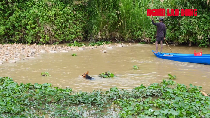 CLIP: Lạ lùng chú chó chăn hàng ngàn con vịt - Ảnh 6.