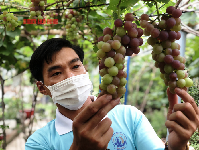 CLIP: Vườn nho trĩu quả trên đất phèn, mặn Bạc Liêu hút hồn du khách - Ảnh 3.