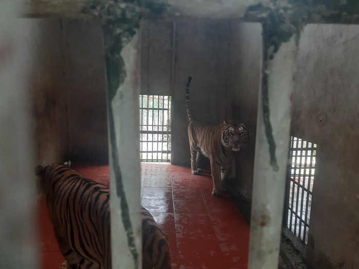Cận cảnh nơi nuôi trên 20 con hổ lớn tại Việt Nam - Ảnh 9.