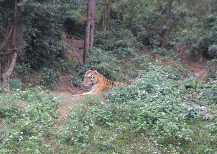 Cận cảnh nơi nuôi trên 20 con hổ lớn tại Việt Nam - Ảnh 7.