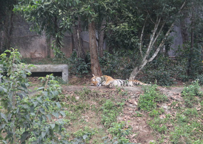 Cận cảnh nơi nuôi trên 20 con hổ lớn tại Việt Nam - Ảnh 6.