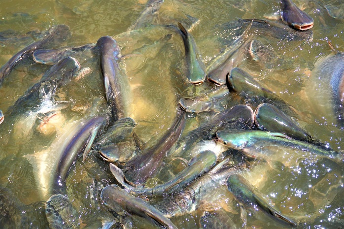 Đàn cá hàng ngàn con trú ngụ nơi bến đò ở Cái Bè không chịu rời đi - Ảnh 2.