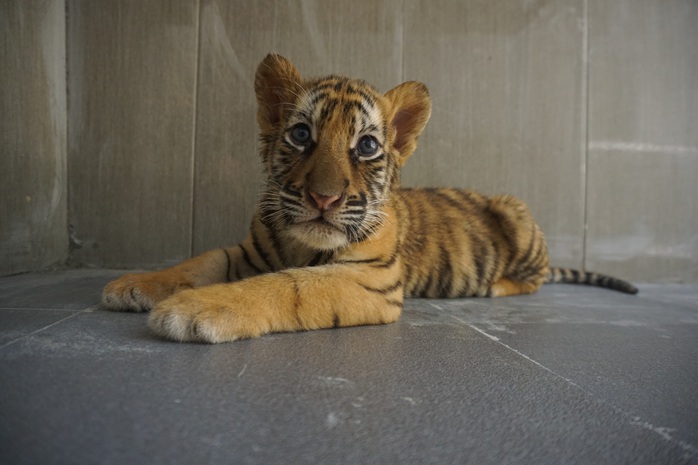 Vụ nuôi nhốt 17 con hổ trái phép trong nhà dân: Bàn giao 8 con hổ cho vườn thú Hà Nội - Ảnh 2.