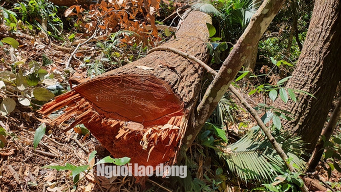 Cận cảnh cánh rừng ở Măng Đen bị tàn phá - Ảnh 7.