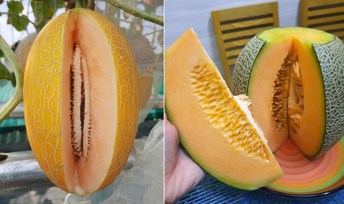 Thu hoạch 3 tạ dưa từ vườn trên mái tôn - Ảnh 11. Thu hoạch 3 tạ dưa từ vườn trên mái tôn - Ảnh 11.