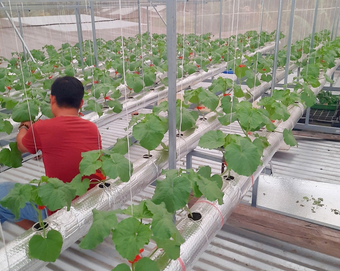 Thu hoạch 3 tạ dưa từ vườn trên mái tôn - Ảnh 4. Thu hoạch 3 tạ dưa từ vườn trên mái tôn - Ảnh 4.