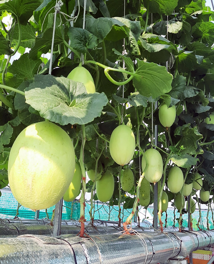 Thu hoạch 3 tạ dưa từ vườn trên mái tôn - Ảnh 6. Thu hoạch 3 tạ dưa từ vườn trên mái tôn - Ảnh 6.