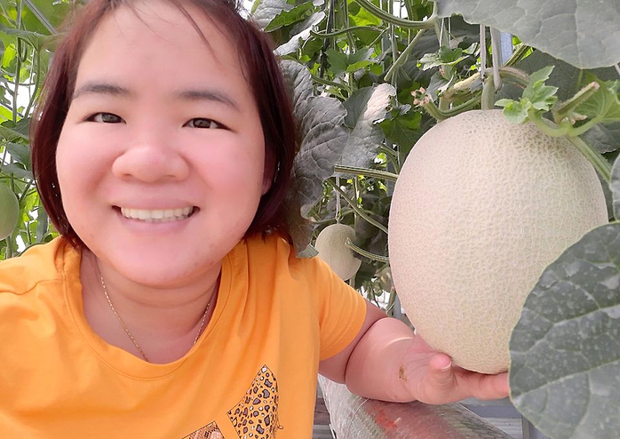 Thu hoạch 3 tạ dưa từ vườn trên mái tôn - Ảnh 9. Thu hoạch 3 tạ dưa từ vườn trên mái tôn - Ảnh 9.