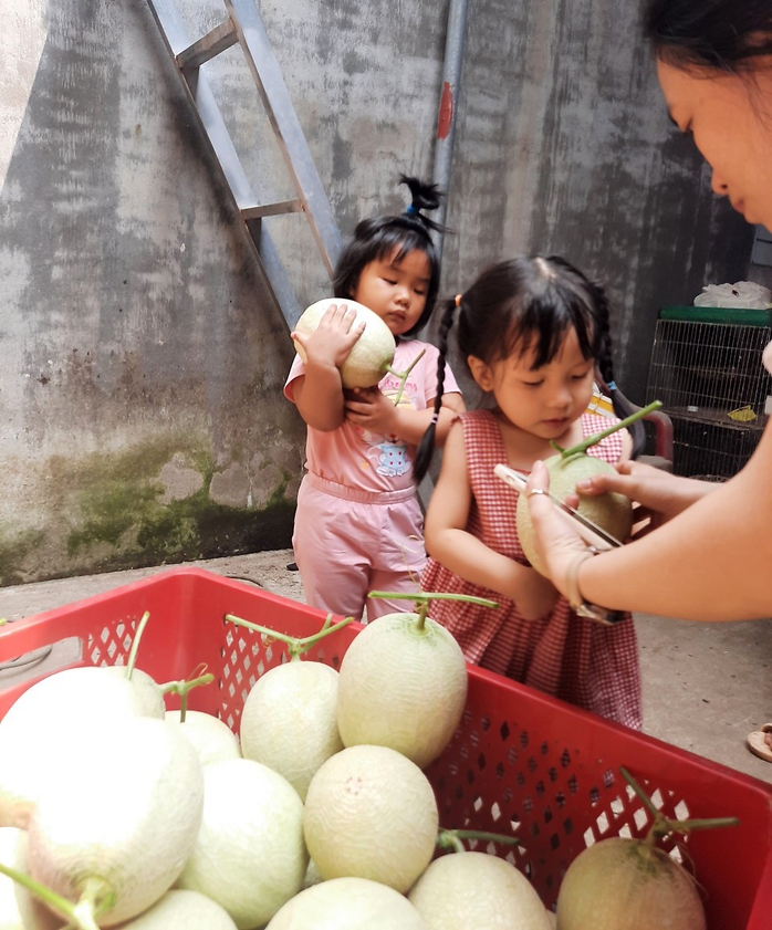 Thu hoạch 3 tạ dưa từ vườn trên mái tôn - Ảnh 10. Thu hoạch 3 tạ dưa từ vườn trên mái tôn - Ảnh 10.
