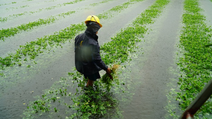 Mưa lớn bất thường gây thiệt hại nặng, nông dân Quảng Nam khóc ròng - Ảnh 6.