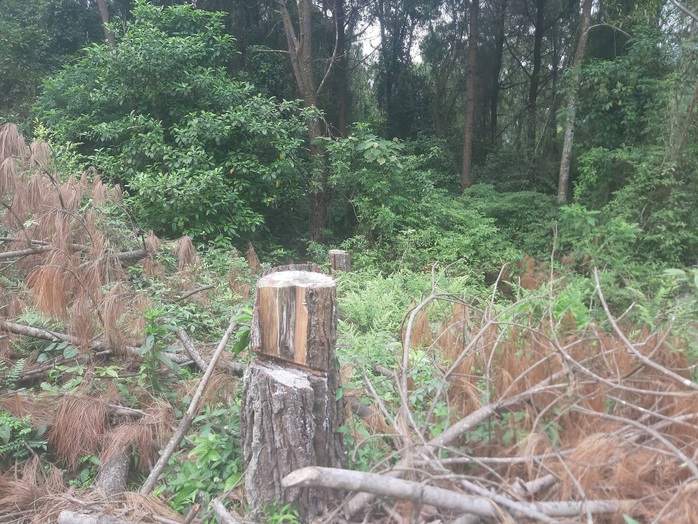 Cận cảnh rừng thông phòng hộ gần 30 năm bị chặt phá ngổn ngang - Ảnh 8.