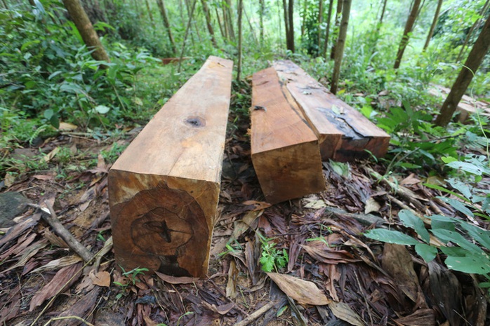 Quảng Nam đưa ra 5 lý do khiến 2.850 ha rừng tự nhiên biến mất trong 1 năm - Ảnh 2.