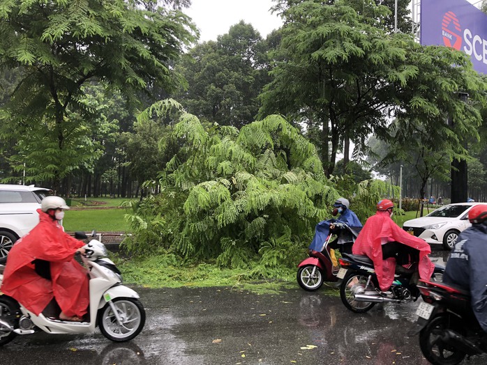 TP HCM: Mưa lớn nhiều nơi, cây xanh bật gốc ngã đè ôtô - Ảnh 1.