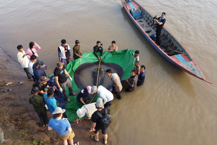 Campuchia: Bắt được cá nước ngọt lớn nhất thế giới trên sông Mê Kông - Ảnh 3.