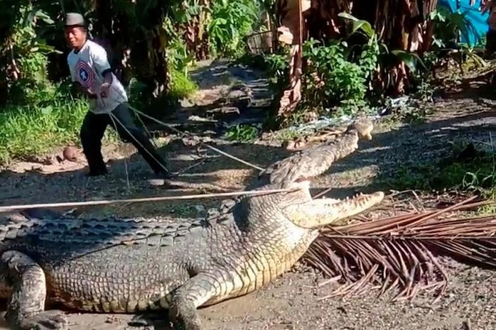 CLIP: Dùng dây thừng bắt sống cá sấu dài 4,3 m ở Indonesia - Ảnh 1.