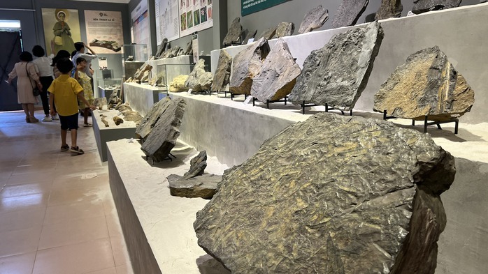 Có gì đặc biệt tại triển lãm hóa thạch? - Ảnh 4.