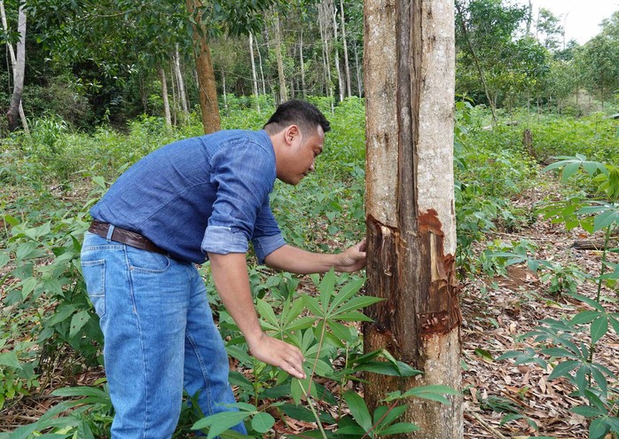 Làm rõ việc gia đình nguyên bí thư huyện thâu tóm 115 ha đất rừng - Ảnh 1.