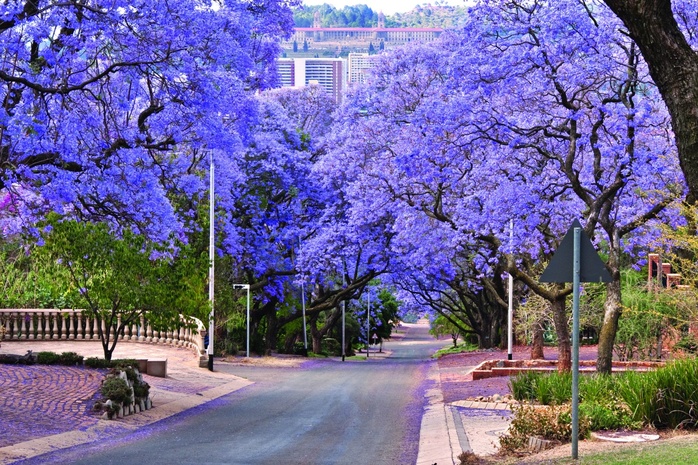 Phượng tím Jacaranda khoe sắc giữa mùa xuân Nam Phi - Ảnh 1.